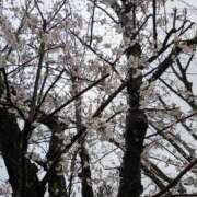 ヒメ日記 2025/04/01 17:45 投稿 ちはる 茨城神栖ちゃんこ