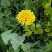 ヒメ日記 2025/04/09 15:10 投稿 ちはる 茨城神栖ちゃんこ