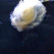 ヒメ日記 2025/04/23 12:05 投稿 ちはる 茨城神栖ちゃんこ