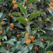 ヒメ日記 2025/10/09 17:01 投稿 ちはる 茨城神栖ちゃんこ