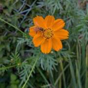 ヒメ日記 2025/10/11 07:15 投稿 ちはる 茨城神栖ちゃんこ