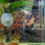 ヒメ日記 2025/10/18 09:00 投稿 ちはる 茨城神栖ちゃんこ