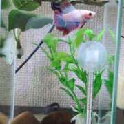 ヒメ日記 2025/11/17 08:50 投稿 ちはる 茨城神栖ちゃんこ