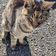 ちはる 人懐っこい☺️💕 茨城神栖ちゃんこ