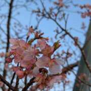 ヒメ日記 2026/02/16 07:21 投稿 ちはる 茨城神栖ちゃんこ