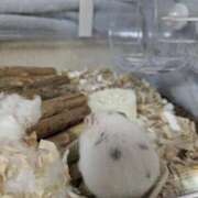 ヒメ日記 2026/02/23 16:15 投稿 ちはる 茨城神栖ちゃんこ