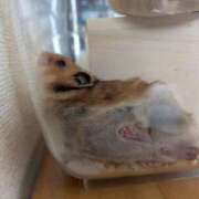 ヒメ日記 2026/10/21 10:02 投稿 ちはる 茨城神栖ちゃんこ