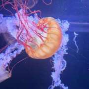 ヒメ日記 2025/10/15 18:46 投稿 ひびき CLASSY.東京・錦糸町店