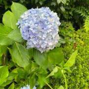 ヒメ日記 2025/07/15 11:29 投稿 もも 茨城神栖ちゃんこ