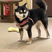 ヒメ日記 2025/10/03 18:11 投稿 もも 茨城神栖ちゃんこ