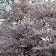 ヒメ日記 2026/03/28 18:19 投稿 あずさ 舐めたくてグループ〜ペロンチョ学園〜八王子校