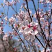 ゆきな 葉桜☘ ̖́- ヴィーナス
