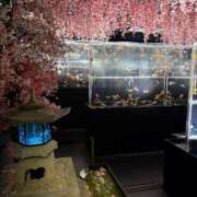 ヒメ日記 2025/03/27 21:07 投稿 有村★ プリマドンナ