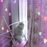 ヒメ日記 2025/03/19 23:57 投稿 白雪【しらゆき】 丸妻 西船橋店