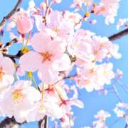 かのん かのんです🌸 桜フェアリーテイル