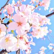 ヒメ日記 2024/05/22 12:01 投稿 かのん 桜フェアリーテイル