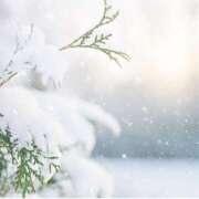 ヒメ日記 2025/03/09 12:33 投稿 かのん 桜フェアリーテイル