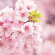 ヒメ日記 2025/03/17 15:17 投稿 かのん 桜フェアリーテイル