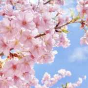 ヒメ日記 2025/03/21 14:06 投稿 かのん 桜フェアリーテイル