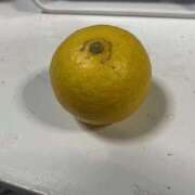 ヒメ日記 2025/03/31 13:15 投稿 かのん 桜フェアリーテイル