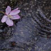 ヒメ日記 2025/04/01 14:23 投稿 かのん 桜フェアリーテイル