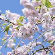 ヒメ日記 2025/04/14 13:51 投稿 かのん 桜フェアリーテイル