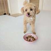 ヒメ日記 2025/04/27 12:22 投稿 かのん 桜フェアリーテイル