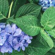 ヒメ日記 2025/06/01 12:06 投稿 かのん 桜フェアリーテイル