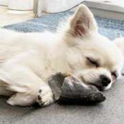 ヒメ日記 2025/06/23 17:56 投稿 かのん 桜フェアリーテイル