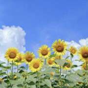 ヒメ日記 2025/07/01 19:11 投稿 かのん 桜フェアリーテイル