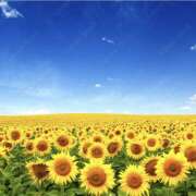 ヒメ日記 2025/07/09 13:48 投稿 かのん 桜フェアリーテイル