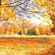 ヒメ日記 2025/11/05 19:43 投稿 かのん 桜フェアリーテイル