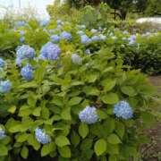 ヒメ日記 2025/05/23 17:07 投稿 けい 虹色メロンパイ 横浜店