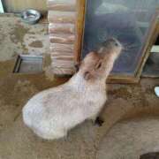 ヒメ日記 2025/06/03 19:45 投稿 けい 虹色メロンパイ 横浜店