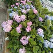 ヒメ日記 2025/06/09 16:27 投稿 けい 虹色メロンパイ 横浜店