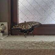 ヒメ日記 2025/08/04 17:32 投稿 けい 虹色メロンパイ 横浜店