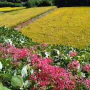 ヒメ日記 2025/10/02 18:56 投稿 けい 虹色メロンパイ 横浜店