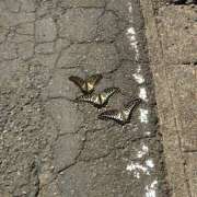 ヒメ日記 2025/10/02 22:09 投稿 けい 虹色メロンパイ 横浜店