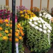 ヒメ日記 2025/11/13 18:16 投稿 けい 虹色メロンパイ 横浜店