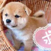 ヒメ日記 2024/12/12 21:48 投稿 朝比奈　京子 プルプル人妻専門店