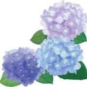 ヒメ日記 2025/06/13 20:52 投稿 せりーぬ【伝説の再来】 ポニーテール和歌山店