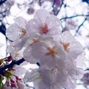 ヒメ日記 2025/04/03 11:57 投稿 けい☆ 豊橋豊川ちゃんこ