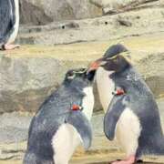 ヒメ日記 2025/01/12 10:56 投稿 エレナ 大阪回春性感エステティーク谷九店