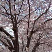 ヒメ日記 2026/03/31 14:50 投稿 鈴木なみ すべりん棒シャンプー娘。（横浜ハレ系）