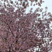 ヒメ日記 2025/05/01 22:38 投稿 みき 札幌回春性感マッサージ倶楽部