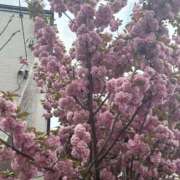 ヒメ日記 2025/05/18 13:18 投稿 みき 札幌回春性感マッサージ倶楽部