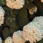 ヒメ日記 2025/07/08 10:48 投稿 みき 札幌回春性感マッサージ倶楽部