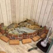 ヒメ日記 2025/09/26 07:00 投稿 ちさ★ 阿AUN呍(あうん)