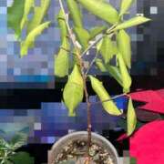 ヒメ日記 2024/12/17 17:08 投稿 ★七七五あゆむ★ CLUB39（クラブサンキュー）