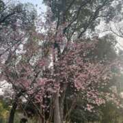 ヒメ日記 2025/03/25 07:52 投稿 栗山　さき ギン妻パラダイス 谷九店